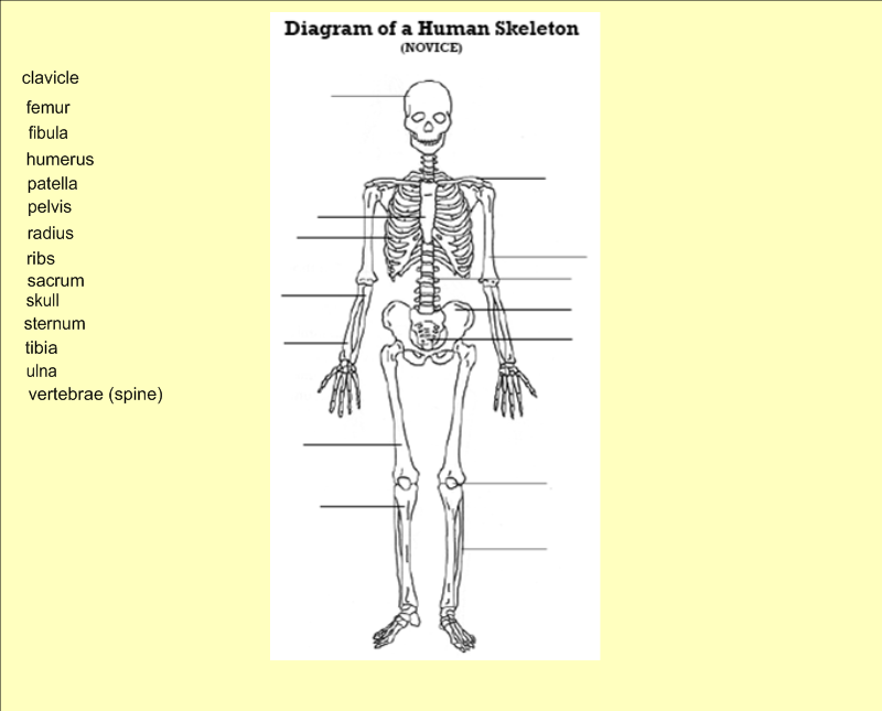 A detailed diagram of the human skeleton with space for children to label . DIAGRAM Human Skeleton Diagram Labeling Game FULL